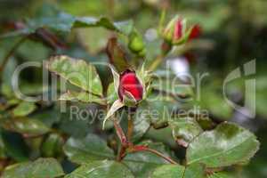 beautiful red rosebuds in the garden on a sunny day