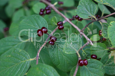beautiful poisonous wolf berries photographed on a background of green sheets