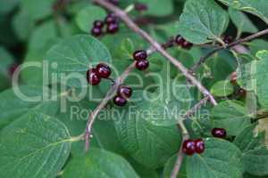 beautiful poisonous wolf berries photographed on a background of green sheets