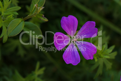 Wildflowers on a blurred green meadow background