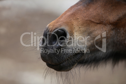 A close up of a horse head