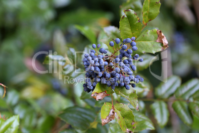 Blue berries on branches in the forest