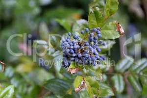 Blue berries on branches in the forest
