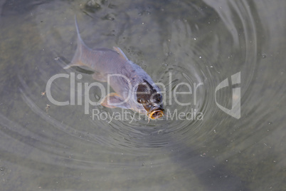 A huge carp popped out of the water