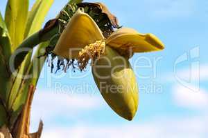 Banana flower and young banana on tree