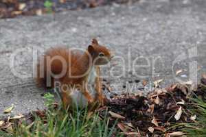 Red squirrel collects nuts in the grass
