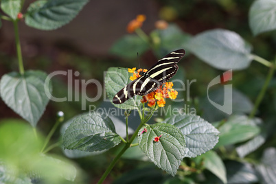 Beautiful butterfly sitting on flower in a summer garden