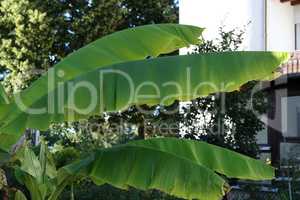 Tropical banana palm leaf, large foliage in rainforest for background