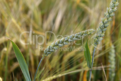 Juicy fresh ears of young green wheat on nature in spring summer field