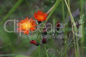 Beautiful orange flowers of Hieracium aurantiacum or Orange Hawkweed