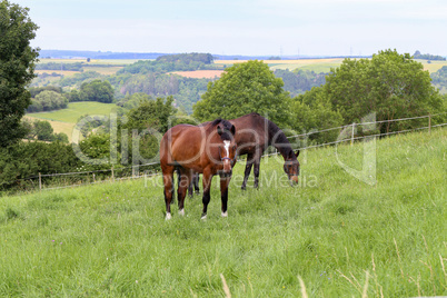 Horses graze in the summer on the meadow