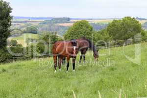 Horses graze in the summer on the meadow