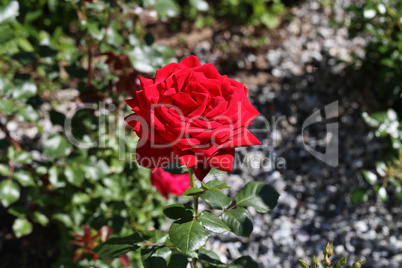 Red Rose on a bush in a garden