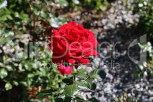 Red Rose on a bush in a garden