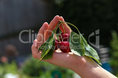 Girls hand with red berries of a cherry