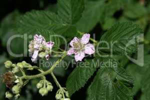 Blackberry blossoms and buds blooming. Blackberry flowers