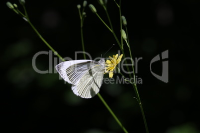 Black-veined white butterfly sits on a flower