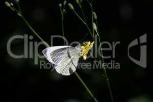 Black-veined white butterfly sits on a flower