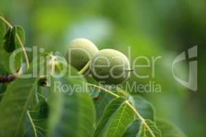The green fruit of walnut leaves on a tree
