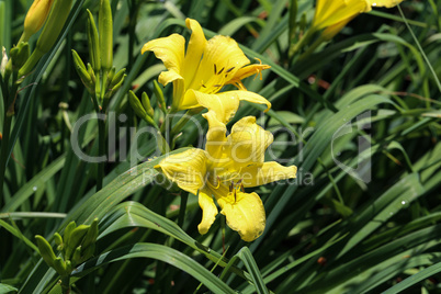 Full blooming of yellow lily in flower garden