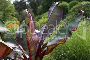 Tropical banana palm leaf, large foliage in rainforest for background