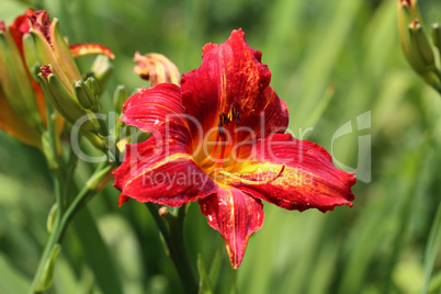 Full blooming of red lily in flower garden