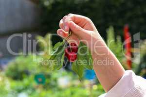 Girls hand with red berries of a cherry