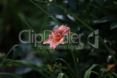 Full blooming of red lily in flower garden