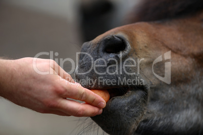 A horse eats a sweet carrot from his hands