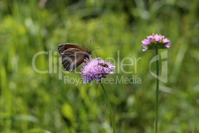 A beautiful butterfly sits on a flower and collects nectar