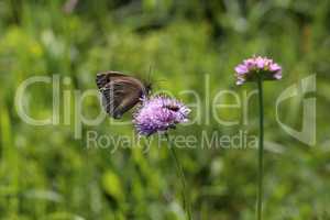 A beautiful butterfly sits on a flower and collects nectar