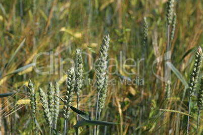 Juicy fresh ears of young green wheat on nature in spring summer field