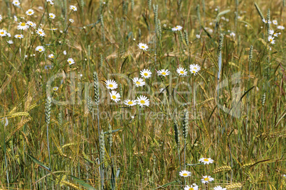 White daisies bloom in a wheat field