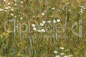 White daisies bloom in a wheat field
