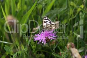 Melanargia galathea - A marbled white butterfly nectaring on a scabious flower