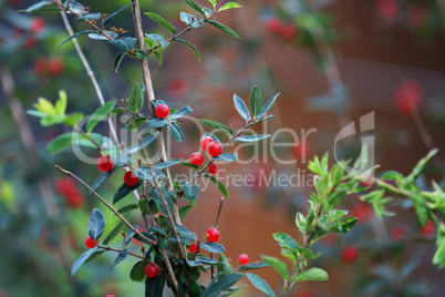 Beautiful poisonous wolf berries photographed on a background of green sheets