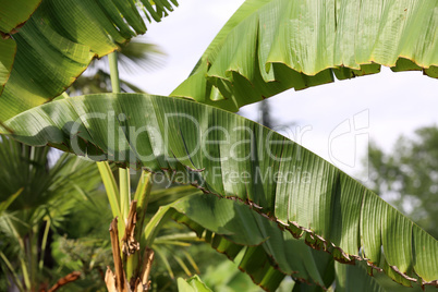 Tropical banana palm leaf, large foliage in rainforest for background