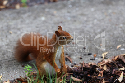 Red squirrel collects nuts in the grass