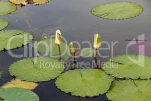 Beautiful water lily flowers blooming in the water