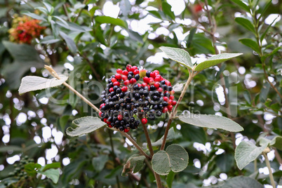 Elderberry ripen on the branches of a bush