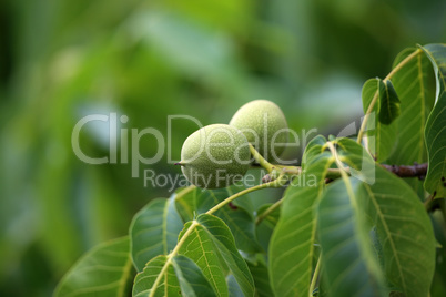 The green fruit of walnut leaves on a tree