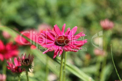 Red gerbera flower under natural sunlight in garden with blurred background