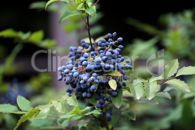 Blue berries on branches in the forest