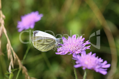 Black-veined white butterfly sits on a flower