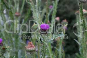 Purple flower of a thistle in an urban garden