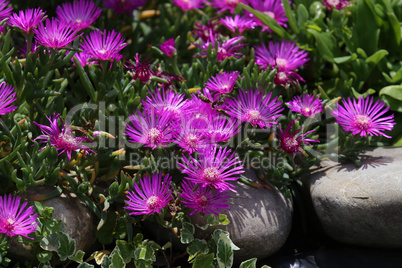 Beautiful cactus plant of the genus Delosperma bloom