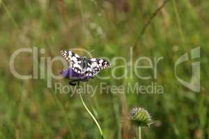 Melanargia galathea - A marbled white butterfly nectaring on a scabious flower