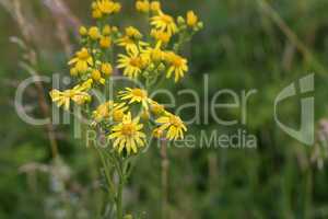 Wildflowers on a blurred green meadow background