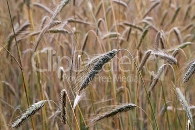 Golden ears of rye growing in the field