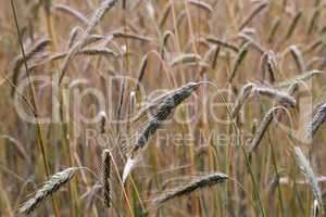 Golden ears of rye growing in the field